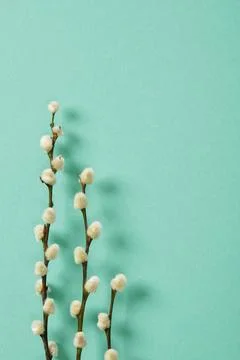 Spring background with willow sprigs with fluffy buds on green mint backgro.. Stock Photos