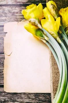 Spring background with yellow daffodils Stock Photos