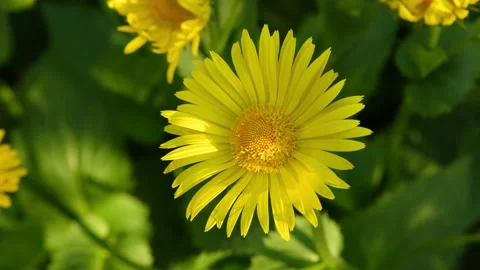 Spring background, yellow daisies against the backdrop of a blooming garden Stock Footage 221130765
