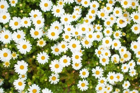 Spring background of young beautiful white daisies. Stock Photos