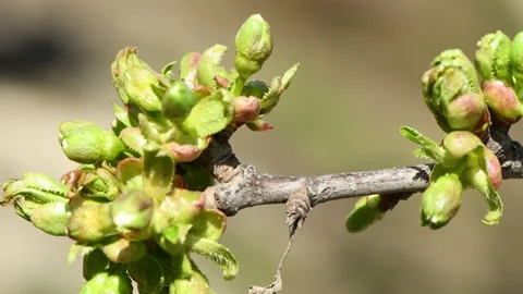 Spring background, young cherry buds. Side view Stock Footage 221127523