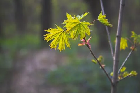 Spring background with young green maple leaves on tree Stock Photos