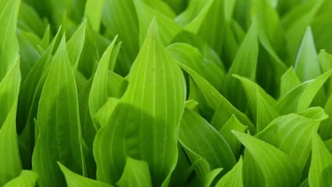Spring background, young hosta leaves in spring. Stock Footage 221128213