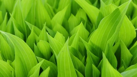 Spring background, young hosta leaves in spring. Stock Footage 221129025
