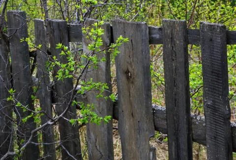 Spring background young leaves on a background of old fence 스톡 사진