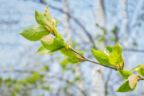 Spring background, young leaves. Stock Photos