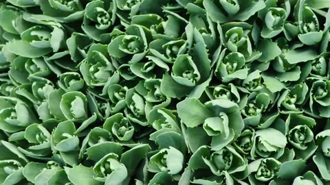 Spring background, young sedum leaves in spring. Stock Footage 221129782