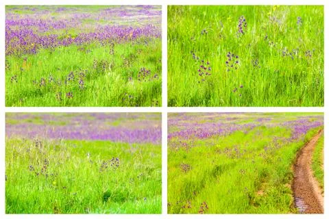 Spring backgrounds collage Фото
