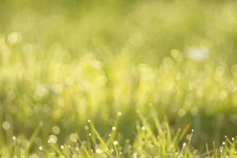 Spring backround Stock Photos