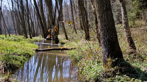 Spring backwaters 2 Video stock 129001874