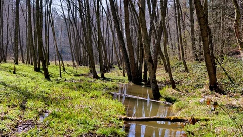 Spring backwaters 3 Stock Footage 129002049