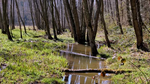 Spring backwaters1 Stock Footage 129002035