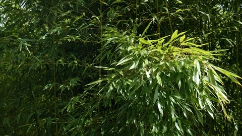 Spring bamboo foliage of Phyllostachys genus swinging in moderate wind, 4K Stock Footage 107009727