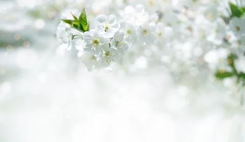 Spring banner background of cherry tree blossom. Copy space, selective focus. Stock Photos