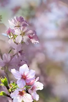 Spring banner, branches of blossoming cherry against background of blue sky a Stock Photos
