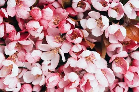 Spring banner, branches of blossoming cherry Stock Photos