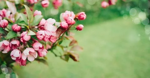 Spring banner, branches of blossoming cherry or apple Stock Photos