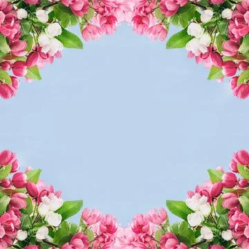 Spring banner, branches of blossoming cherry Stock Photos