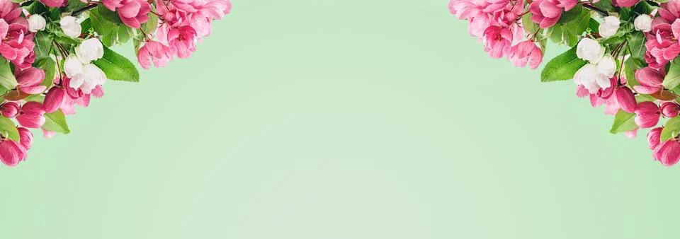 Spring banner, branches of blossoming cherry Stock Photos