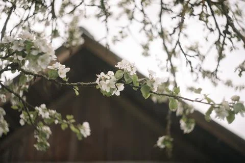 Spring banner, branches of blossoming cherry against background of blue sky on Stock Photos