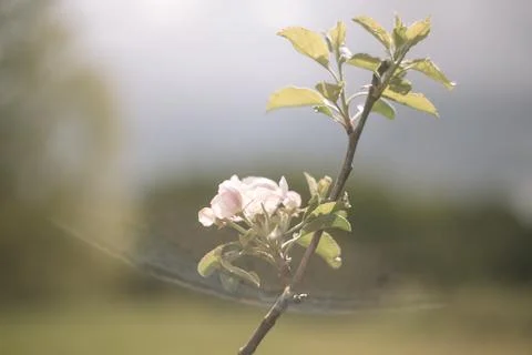 Spring banner, branches of blossoming cherry against background of blue sky on Stock Photos