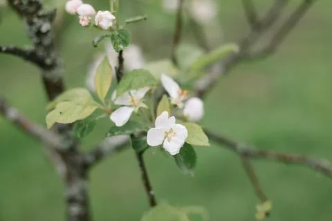 Spring banner, branches of blossoming cherry against background of blue sky on Stock Photos
