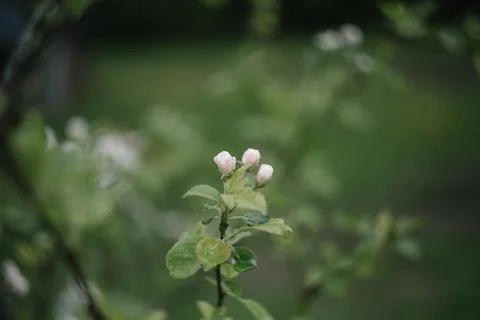Spring banner, branches of blossoming cherry against background of blue sky on Stock Photos