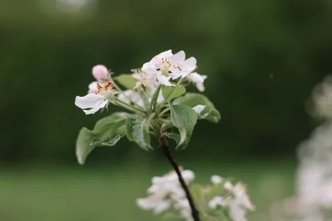 Spring banner, branches of blossoming cherry against background of blue sky on Stock Photos