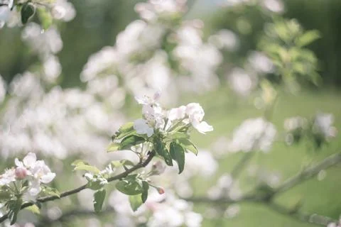 Spring banner, branches of blossoming cherry against background of blue sky on Stock Photos