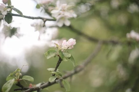 Spring banner, branches of blossoming cherry against background of blue sky on Stock Photos
