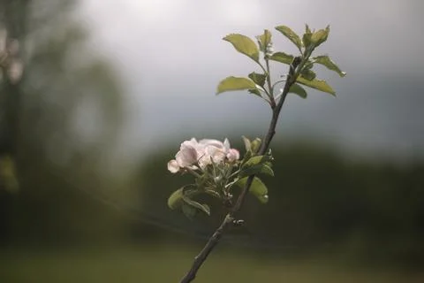 Spring banner, branches of blossoming cherry against background of blue sky on Stock Photos