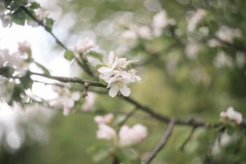 Spring banner, branches of blossoming cherry against background of blue sky on Stock Photos