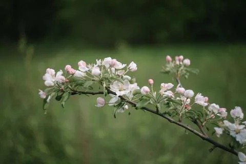 Spring banner, branches of blossoming cherry against background of blue sky on Stock Photos