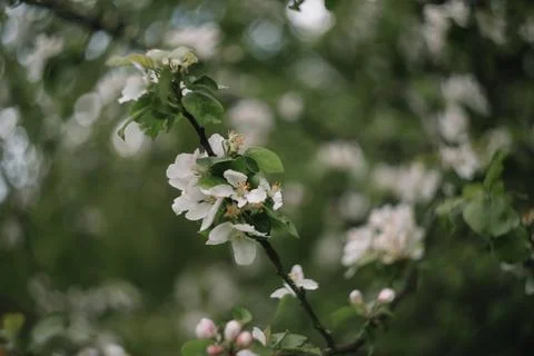 Spring banner, branches of blossoming cherry against background of blue sky on Stock Photos