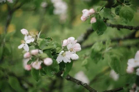 Spring banner, branches of blossoming cherry against background of blue sky on Stock Photos