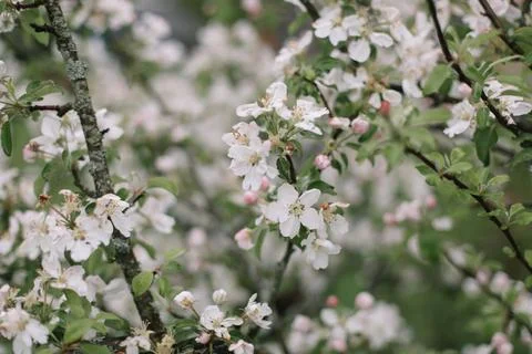 Spring banner, branches of blossoming cherry against background of blue sky on Stock Photos
