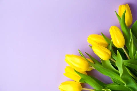 Spring banner with flat lay yellow tulips on pastel purple background, Easter Stock Photos
