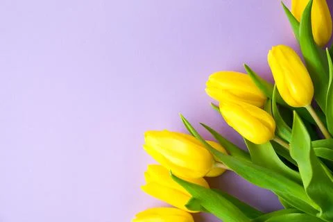 Spring banner with flat lay yellow tulips on pastel purple background, Easter Stock Photos