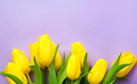 Spring banner with flat lay yellow tulips on pastel purple background, Easter Stock Photos