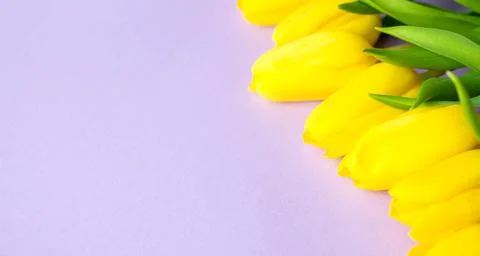 Spring banner with flat lay yellow tulips on pastel purple background, Easter Stock Photos
