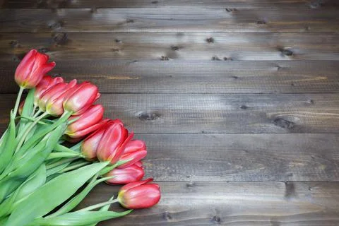 Spring banner template with several red tulips on brown wooden planks 스톡 사진