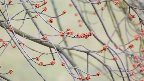 Spring bark of a tree and kidneys on branches Stock Footage 88989652