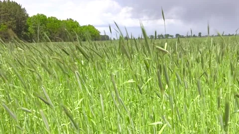 Spring barley grain fields with unripe green crops Stockbeeldmateriaal 132283680