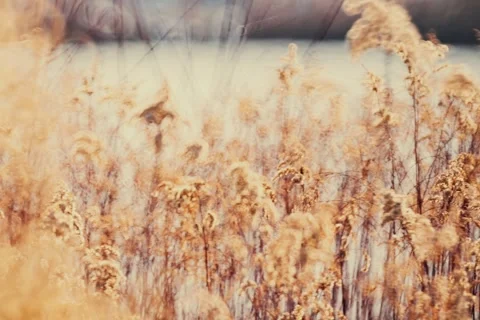 Spring battles winter by the river. Slider shots with picturesque bokeh. Stock Footage 329378090