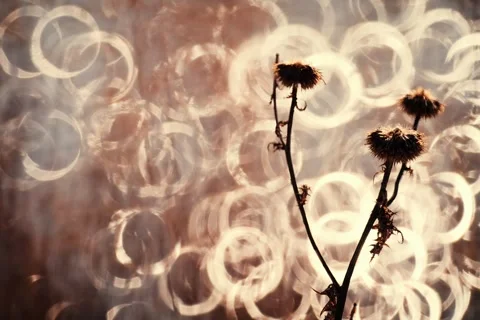 Spring battles winter by the river. Slider shots with picturesque bokeh. Stock Footage 329379806
