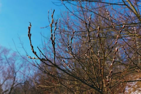 Spring battles winter by the river. Slider shots with picturesque bokeh. Stock Footage 329385670