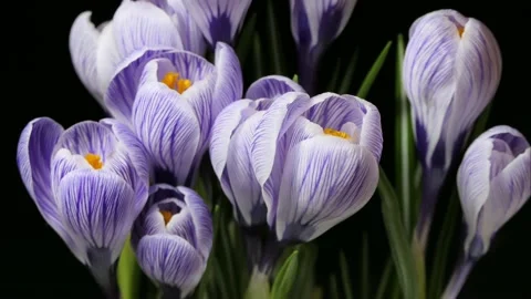 Spring Beautiful 8 march Flower Time Lapse Stock Footage 234407292