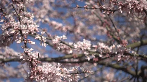 Spring Beautiful background of blossom tree Video stock 104939601