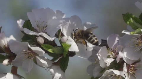 Spring with a beautiful blooming cherry garden flowers. Video stock 130495561