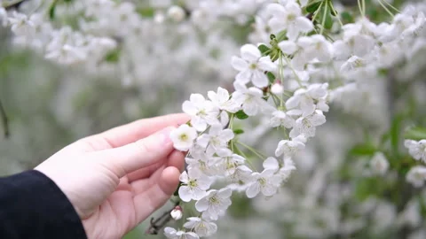 Spring beautiful blooming, hand with white cherry branch Stock Footage 274347288